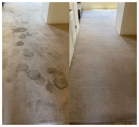 pet urine stain-removal service