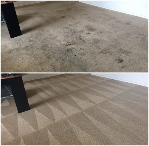 pet urine stain removal service