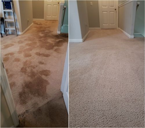 pet urine stain removal service
