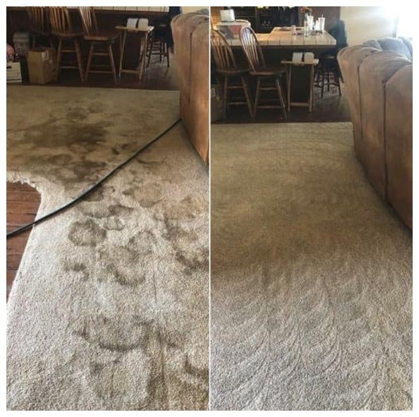 pet urine stain-removal service